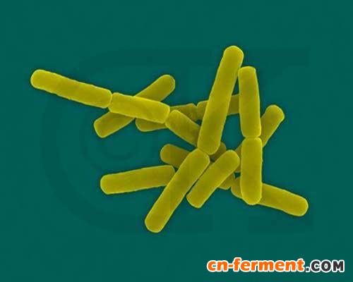 江南大学饶志明课题组：通过减少胞内活性氧生成和增加ATP供应提升精氨酸发酵产量