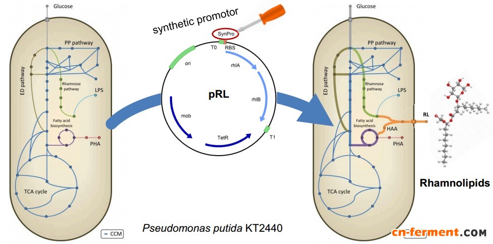 代谢流分析引导改造恶臭假单胞菌生产鼠李糖脂