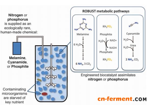 图1 强健工业菌株的策略