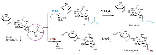 图2 林可酰胺类抗生素的不同硫修饰形成机制