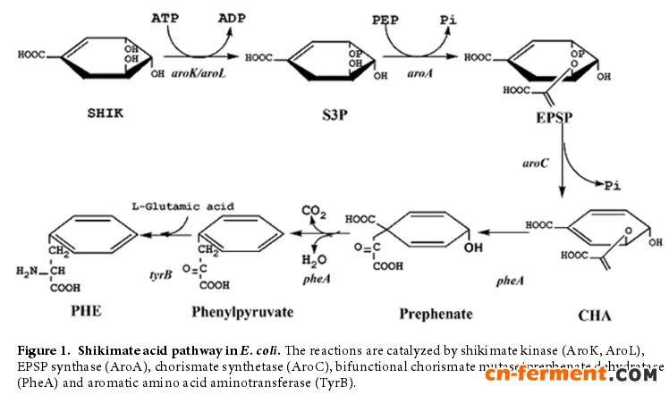 天津工生所孙际宾课题组：通过体外多酶反应系统识别关键酶提高L-苯丙氨酸的产量