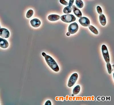 苎烯及目前的研究现状