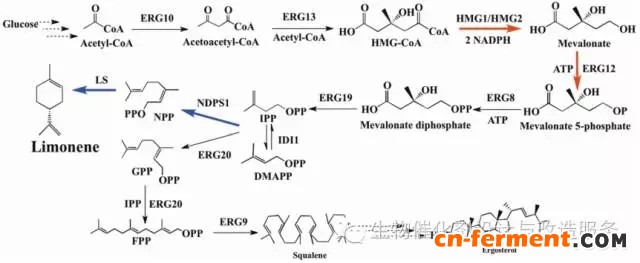 构建的苎烯代谢途径