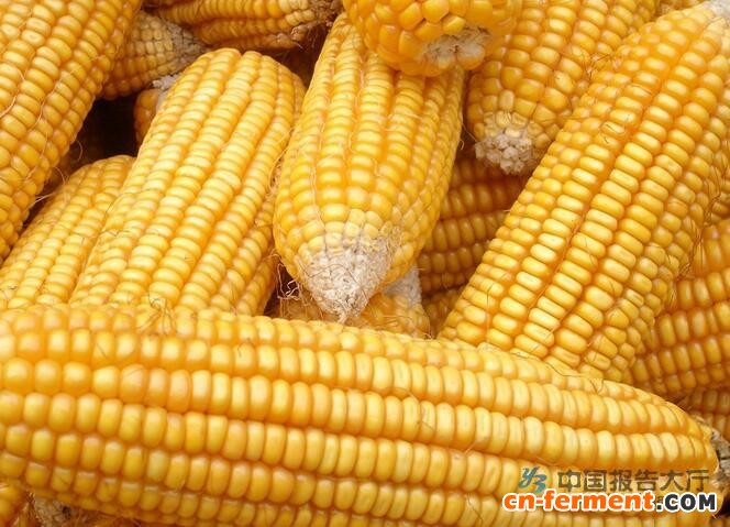 玉米价格下跌,综合毛利率达历史新高