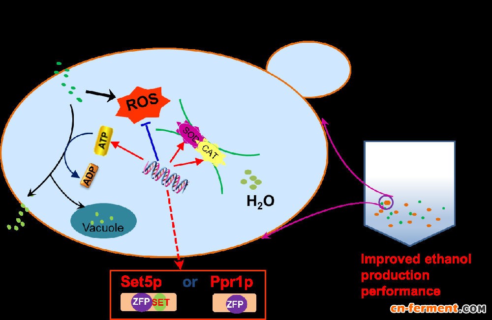 图1 过表达SET5和PPR1提高酿酒酵母乙酸耐性的机理