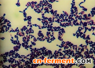 第三军医大学乳酸乳球菌获得大奖