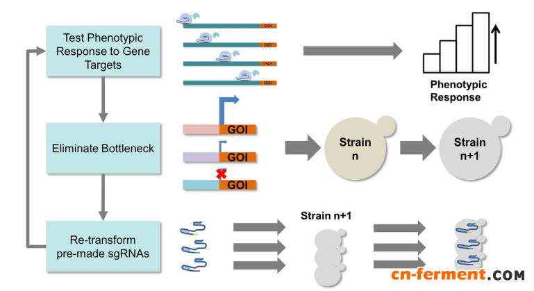 图1.利用STEPS快速优化代谢通路的流程图