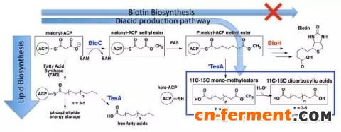 全新的人工奇碳二羧酸生物合成途径