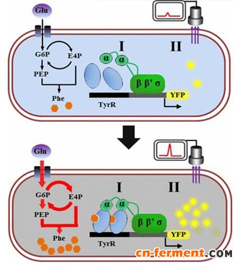 生物传感器的设计和表征   