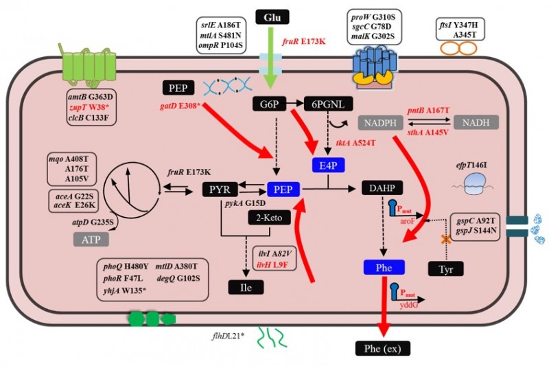 代谢途径进化与机理解析