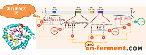 蛋白突变实验说明多聚体是形成稳定构型并通过非经典途径分泌的重要条件