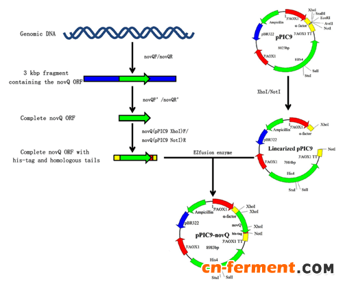 合肥研究院在细胞工厂构建与维生素K2合成研究方面取得进展