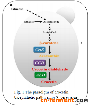 1491463696132777.png 天大肖文海实验室:酿酒酵母异源合成番红花酸