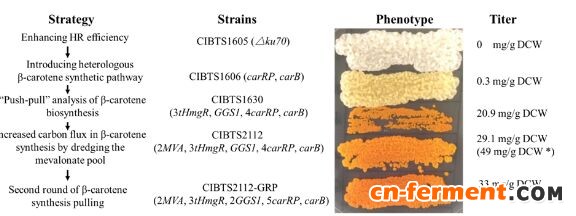 上海植生所在解脂耶氏酵母中迭代整合途径基因高产&beta;-胡萝卜素