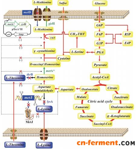     构建产L-甲硫氨的改造菌株代谢策略图