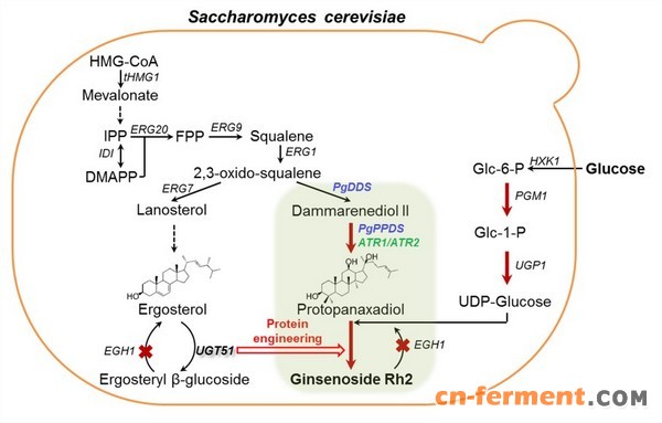 冯雁研究团队在酵母合成人参皂苷Rh2方面取得突破 