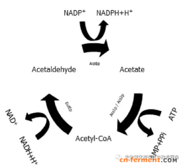酿酒酵母戊糖磷酸途径辅因子工程提高乙醇产量