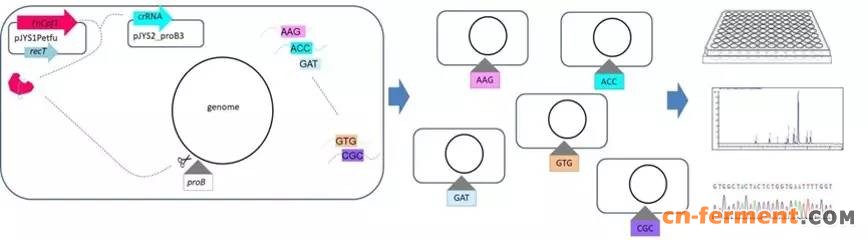 CRISPR-Cpf1-recT 系统可在谷氨酸棒杆菌基因组上高效原位饱和突变以筛选高产菌