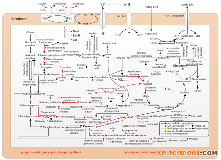 图1 在巴氏醋杆菌的代谢途径中添加Asp、Glu、Met的影响