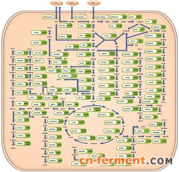 微生物所合作建立新的谷氨酸棒杆菌基因组规模代谢网络模型