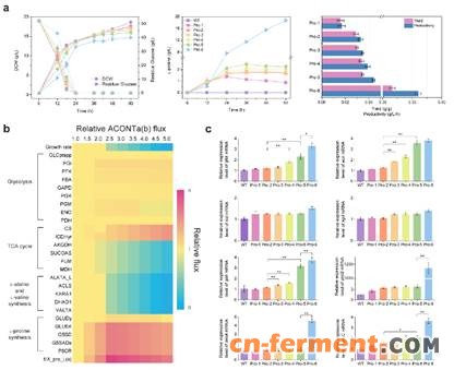 微生物所合作建立新的谷氨酸棒杆菌基因组规模代谢网络模型