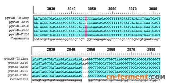 天津科技大学：ARTP联合高通量筛选技术选育 高产尿苷生产菌