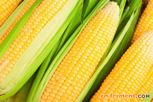 玉米深加工能否撑起2017年新产玉米市场价格?