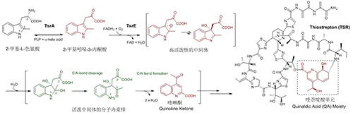 TSR生物合成途径中喹啉单元的形成机制
