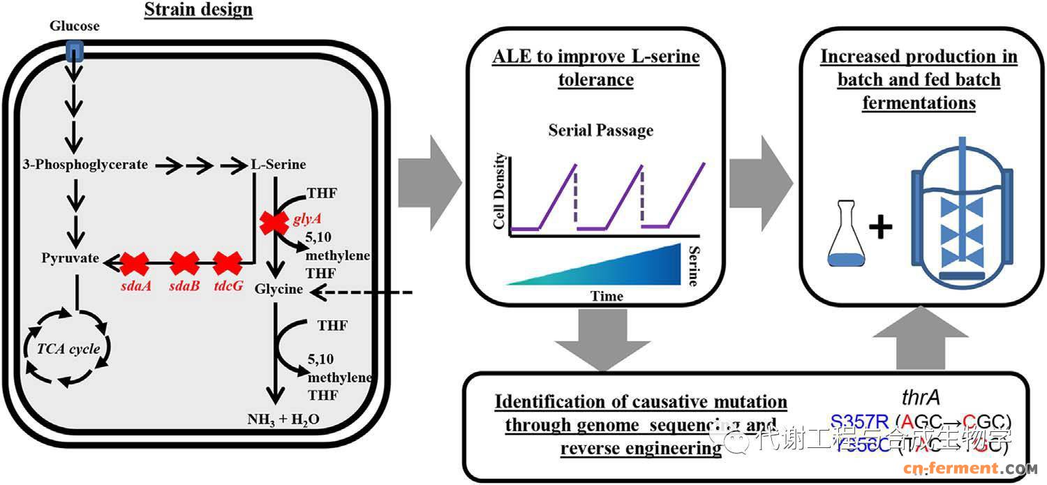  Schematicrepresentation of the study performed to increase serine tolerance andproduction