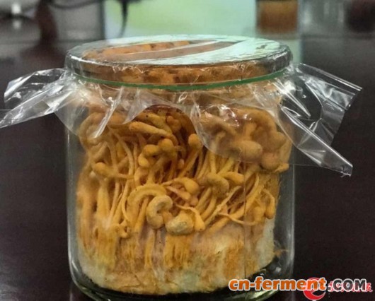 新闻发布会现场亮相的蛹虫草