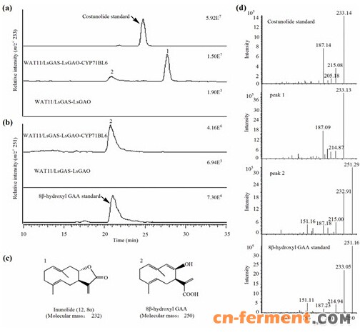 图2.基于CYP71BL6基因人工酵母菌成功合成C12,8内酯化合物