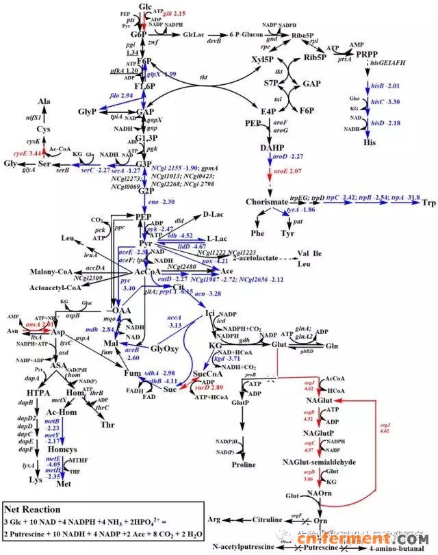 中山大学刘建忠团队揭示高产腐胺谷氨酸棒杆菌生理及代谢变化_医药_产业新闻_资讯_发酵工业网