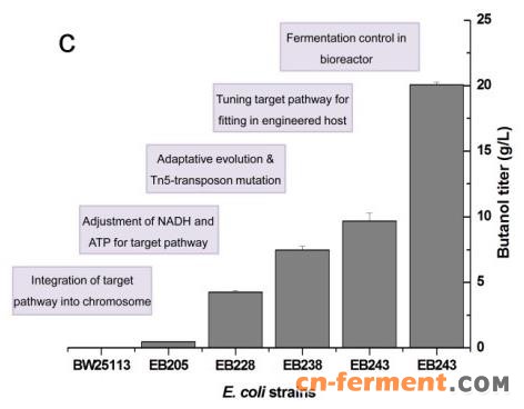 图  全染色体编辑的高产丁醇细胞工厂