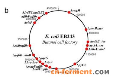 图  全染色体编辑的高产丁醇细胞工厂