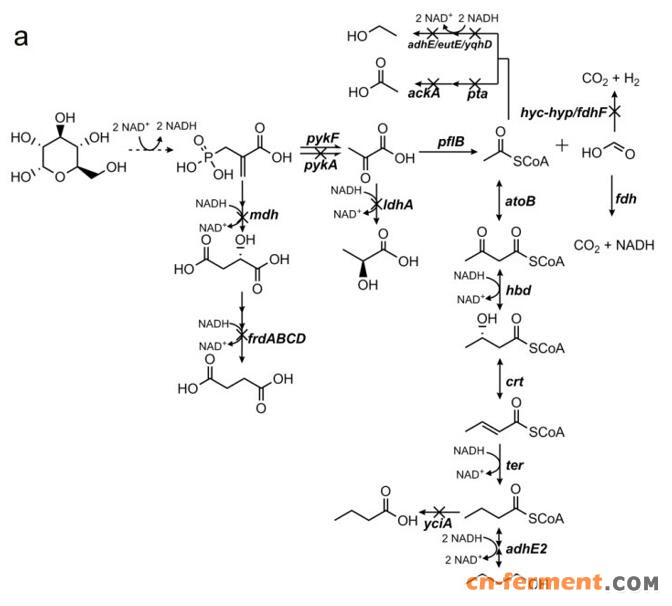 图  全染色体编辑的高产丁醇细胞工厂