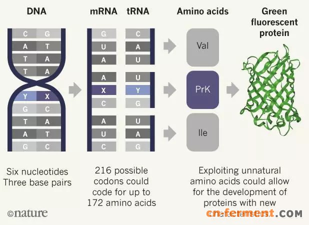 这些合成的碱基可以参与大肠杆菌中DNA的复制