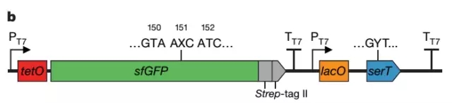 研究人员将人工合成的碱基对X-Y掺入绿色荧光蛋白基因(GFP)中,将TAC密码子更换为AXC