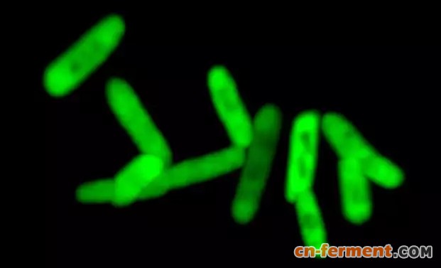 这种微生物中产生了含有非经典氨基酸的GFP了