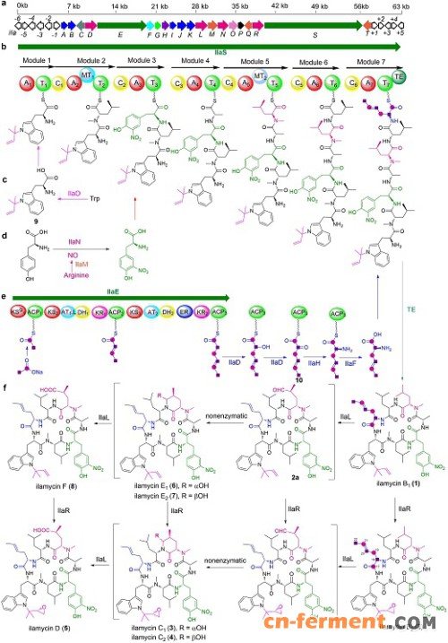 从深海放线菌获取低细胞毒活性、强抗结核杆菌活性的化合物怡莱霉素E