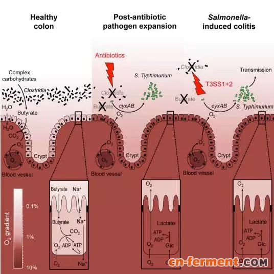 抑制有害菌生长，打造健康肠道环境