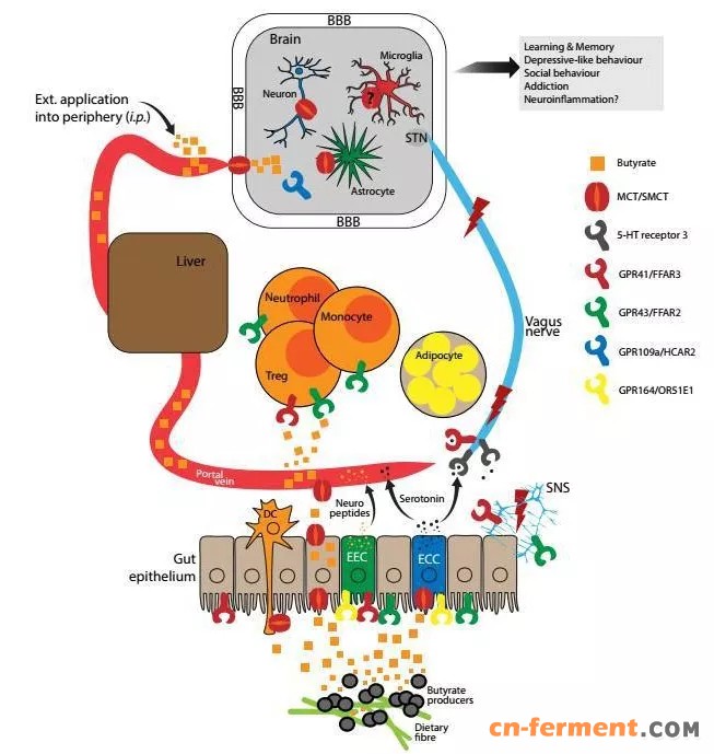 激活免疫系统，促进免疫功能