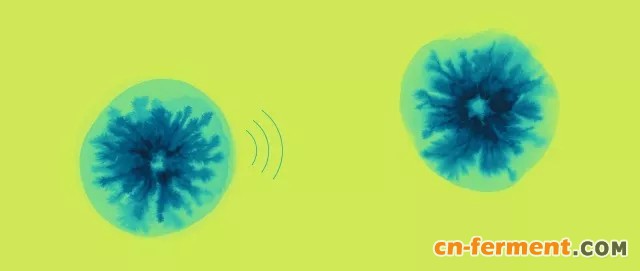 细菌利用电信号的传递,编织出复杂的社会结构,并与其它个体交流。