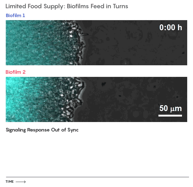 在延时影像片段中,研究人员将两个菌膜放在同一环境中培养,观察到两个菌膜能通过电信号同步生长,绿色荧光信号标记的钾离子流代表从菌膜发出的生长信号。实验中,当营养物质充足时(图1),两个菌膜会同时生长,生长信号也会同步涨落。当营养物质短缺时(图2),两个菌膜会通过交替生长(一个菌膜静息时另一个菌膜生长)来更有效地利用培养基中的营养物质。