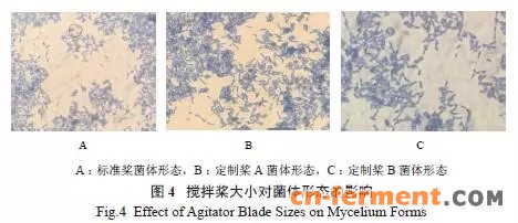 不同搅拌桨大小对菌体的影响