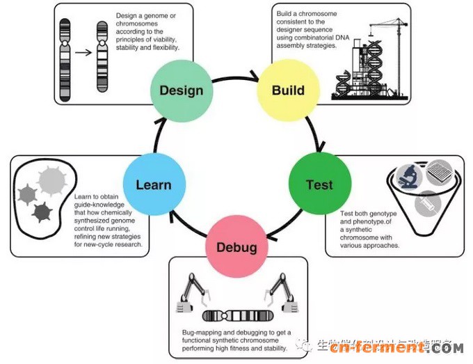 图1 人工合成酿酒酵母染色体过程