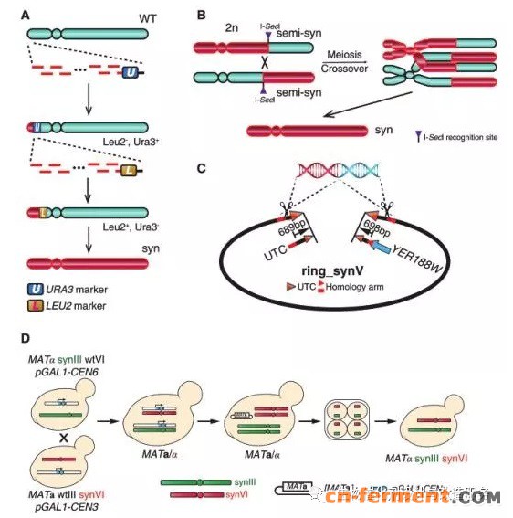 图2 典型的构建过程