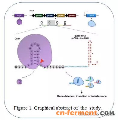 细菌RNA内切酶加工gRNA阵列实现酵母多重基因组编辑和调控
