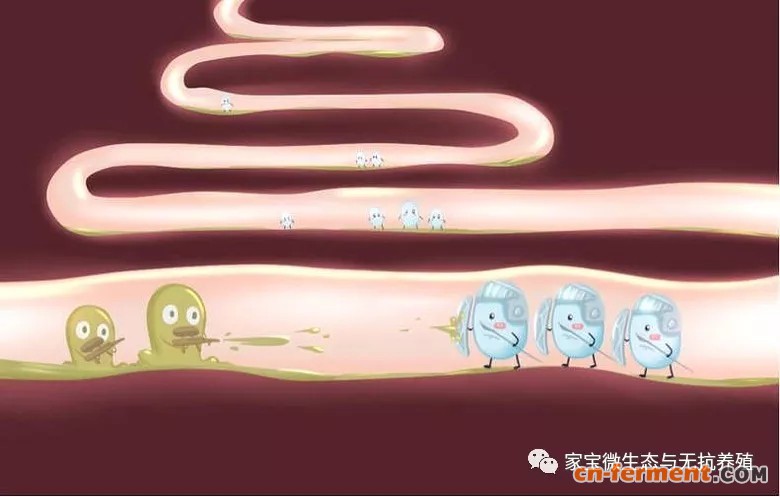 改善动物产品质量