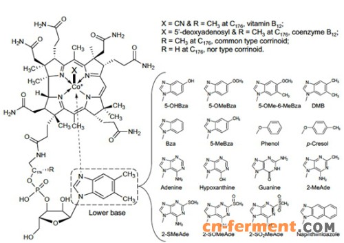 图1.天然钴胺素及其低位配位物结构