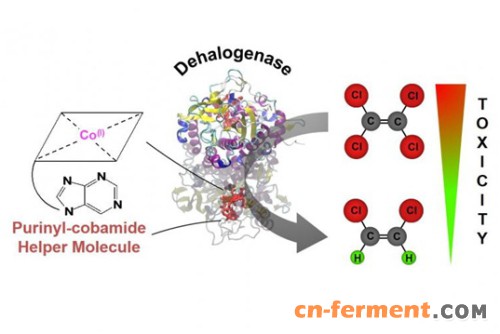 图2.无取代嘌呤钴胺素作为四氯乙烯脱氯酶的辅酶因子催化还原行脱氯反应